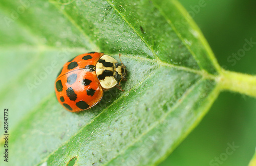 Asian ladybug on a green leaf