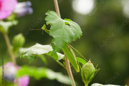 Close-up of a Mantis religiosa insect on a plant twig