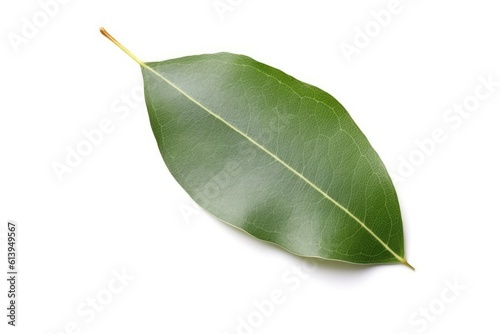 eucalyptus_leaf_isolated_on_white_background