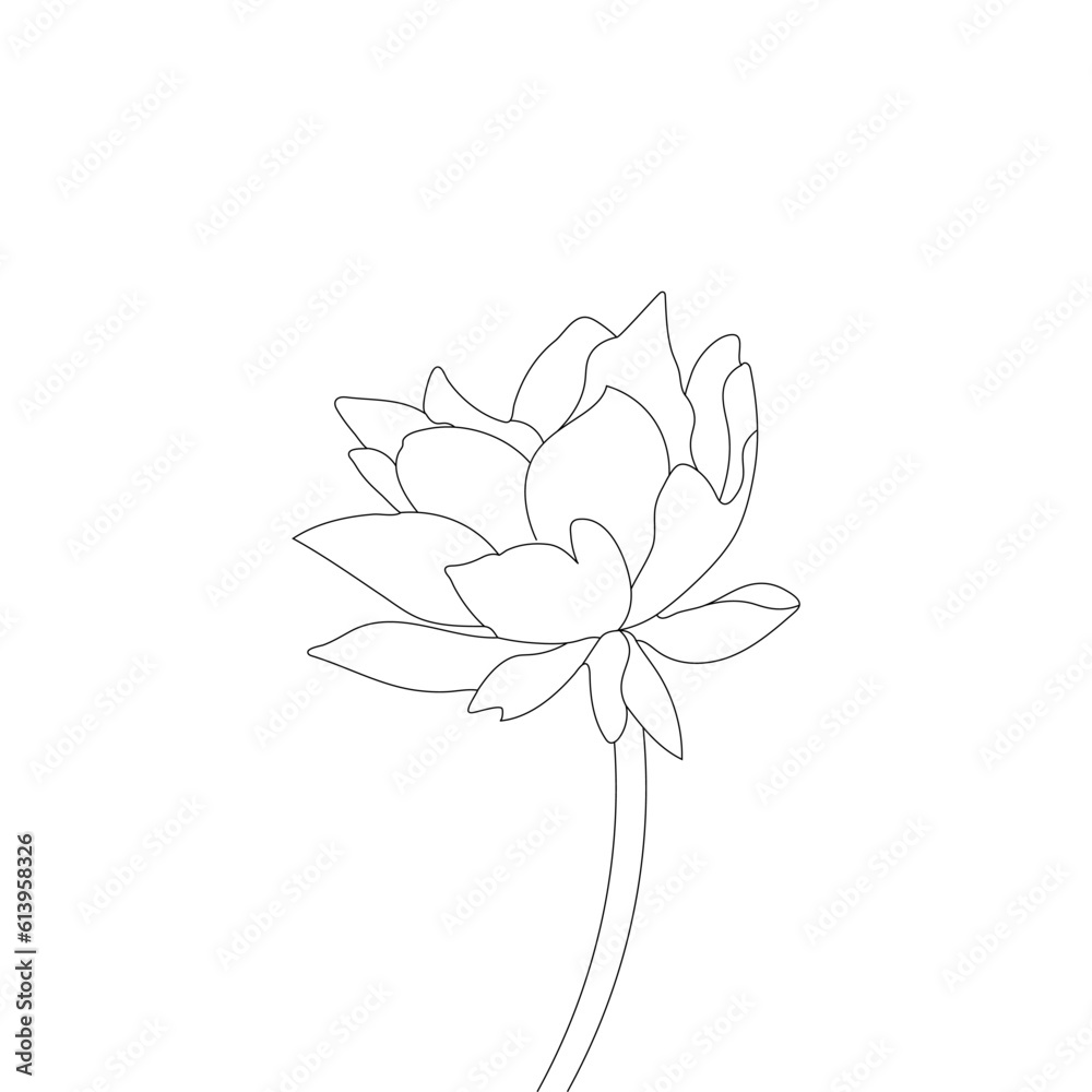 Nymphaea isolated on White Background Water lily Vector Line Art Nymphaea isolated on White Background Water lily Vector Line Art