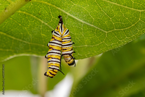Monarch butterfly caterpillar dead from Tachinid fly parasitic infection. Insect and nature conservation, habitat preservation, and Monarch butterfly preservation concept. © JJ Gouin