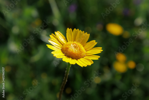 Dyers' chamomile, Cota tinctoria. The beautiful golden color daisy flower wet with dew, sways in the wind.  photo