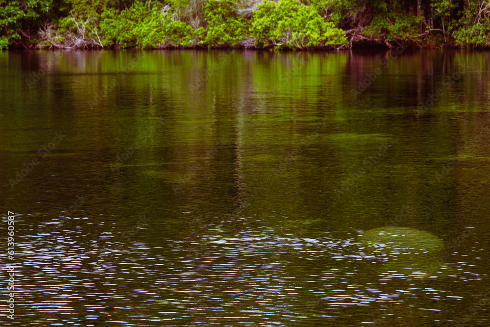 Fototapeta premium reflection of trees in the water