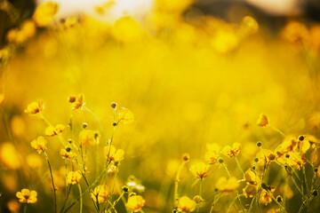 bright field yellow flowers buttercups in the meadow 