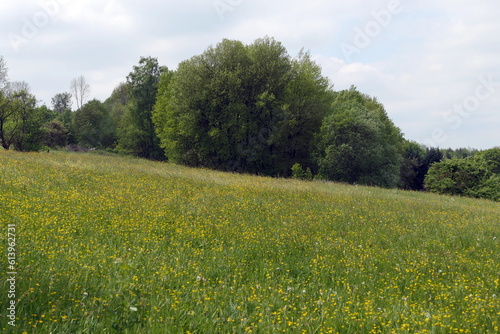 Wiese im Westerwald photo