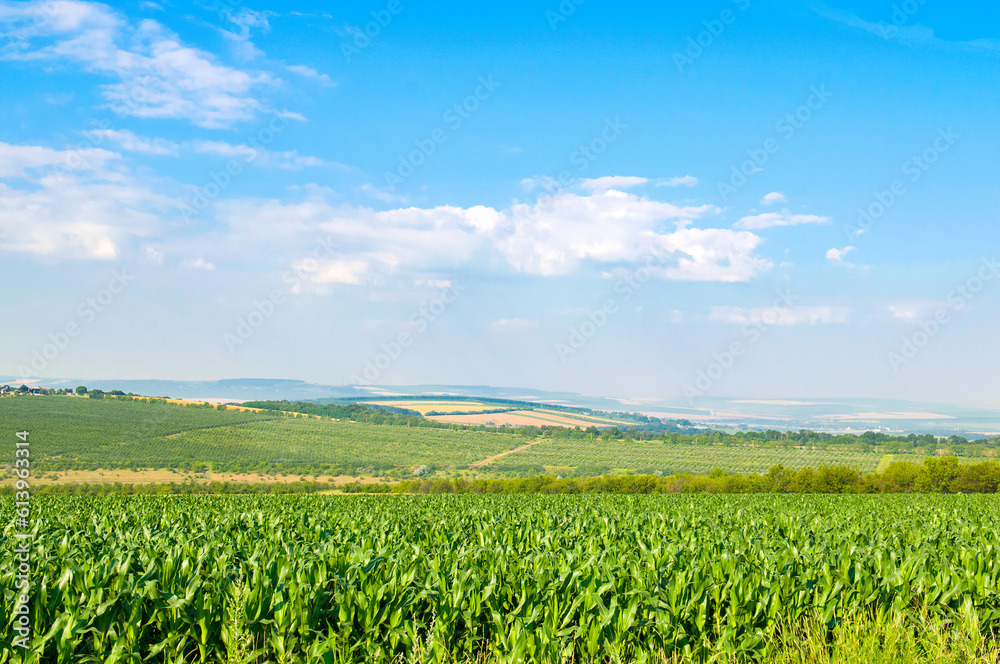 Green field of corn and blue sky.