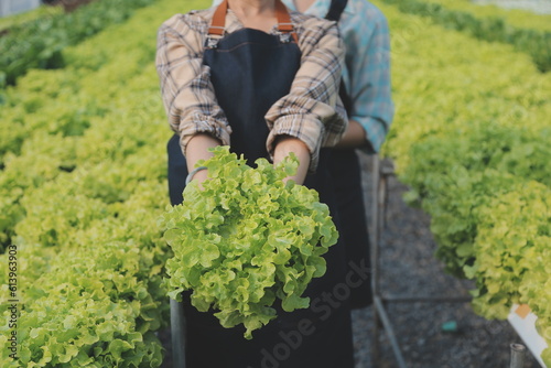 farmer cultivate healthy nutrition organic salad vegetables in hydroponic agribusiness farm..