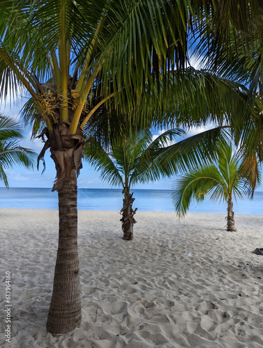 Beautiful palm trees  looking out at the Gulf of Mexico.