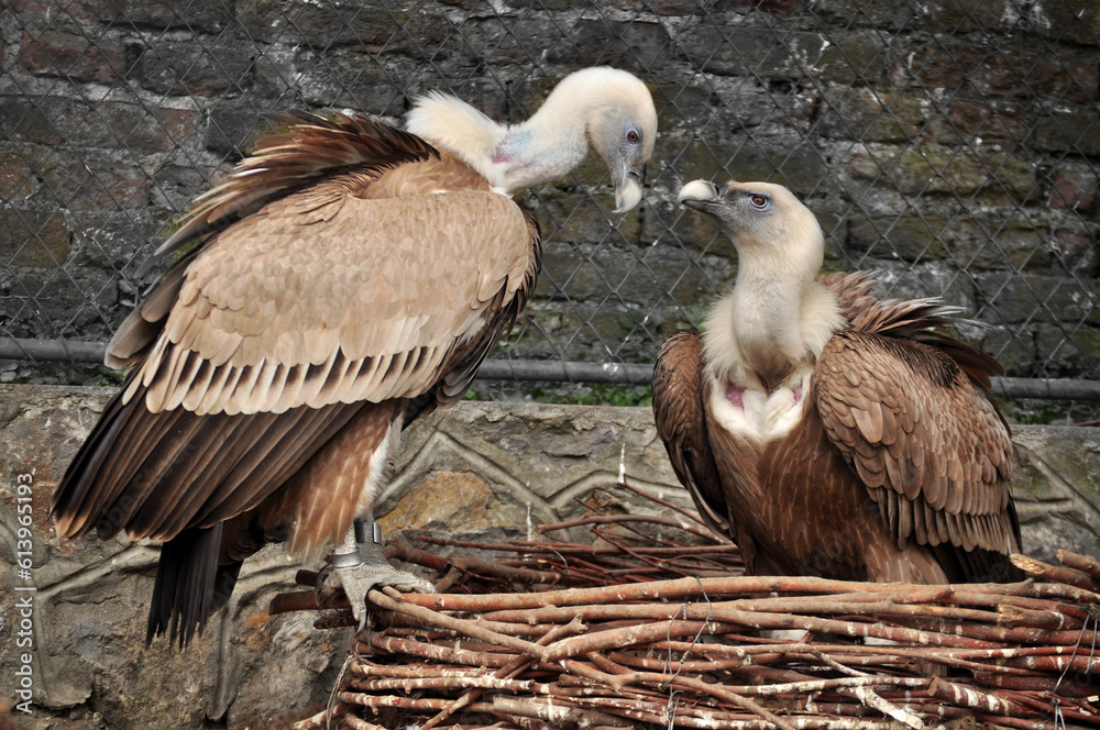 Eurasian griffon vulture (Gyps fulvus) nest Eurasian griffon vulture (Gyps fulvus) nest