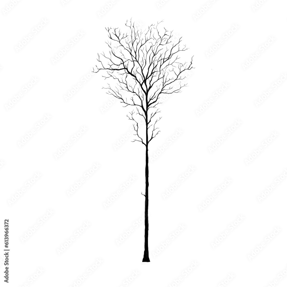 Pine tree shadow branch tree Christmas pine solid