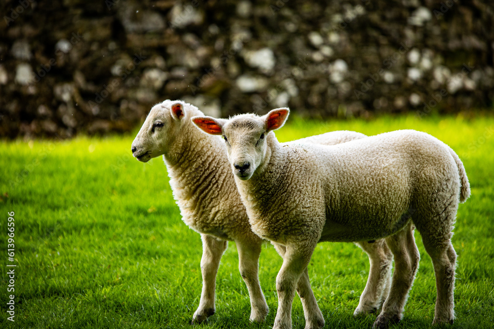sheeps sheeps