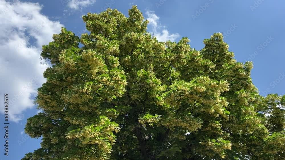 Linden tree branches fragrant yellow blossoms in full bloom against blue sky. Linden tree branches fragrant yellow blossoms in full bloom against blue sky.