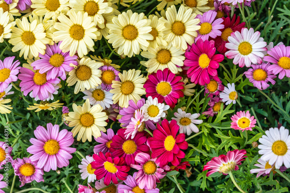 Spring flowers Spring flowers