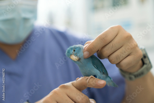 The veterinarian is checking the health of a lovebird. Forpus bird physical examination