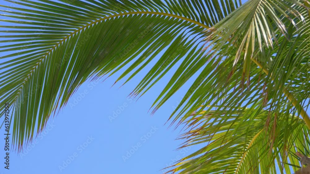 Palm trees background in 4k slow motion 60fps Palm trees background in 4k slow motion 60fps