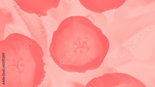Pink coral tulips with water drops in pastel pink background 16:9 panoramic format