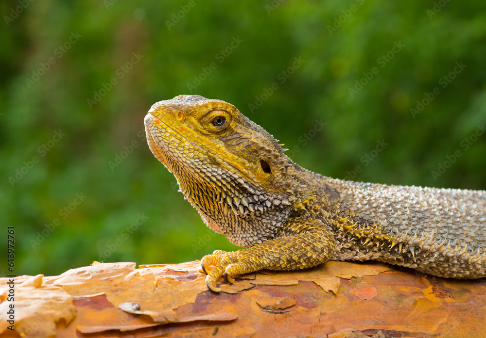 close-up portrait lizard bearded dragon on green nature background for desktop wallpaper banner background close-up portrait lizard bearded dragon on green nature background for desktop wallpaper banner background