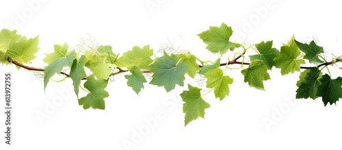 branch_of_green_ivy_on_white_background