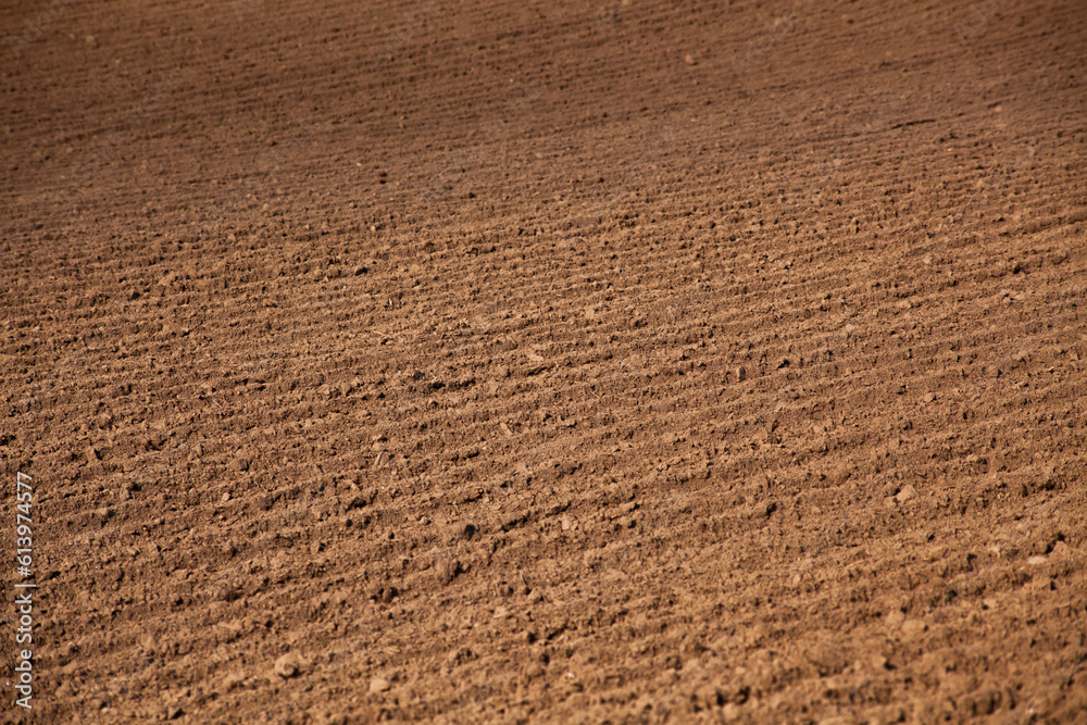 Row plowed field, sown with cereals or prepared for planting.