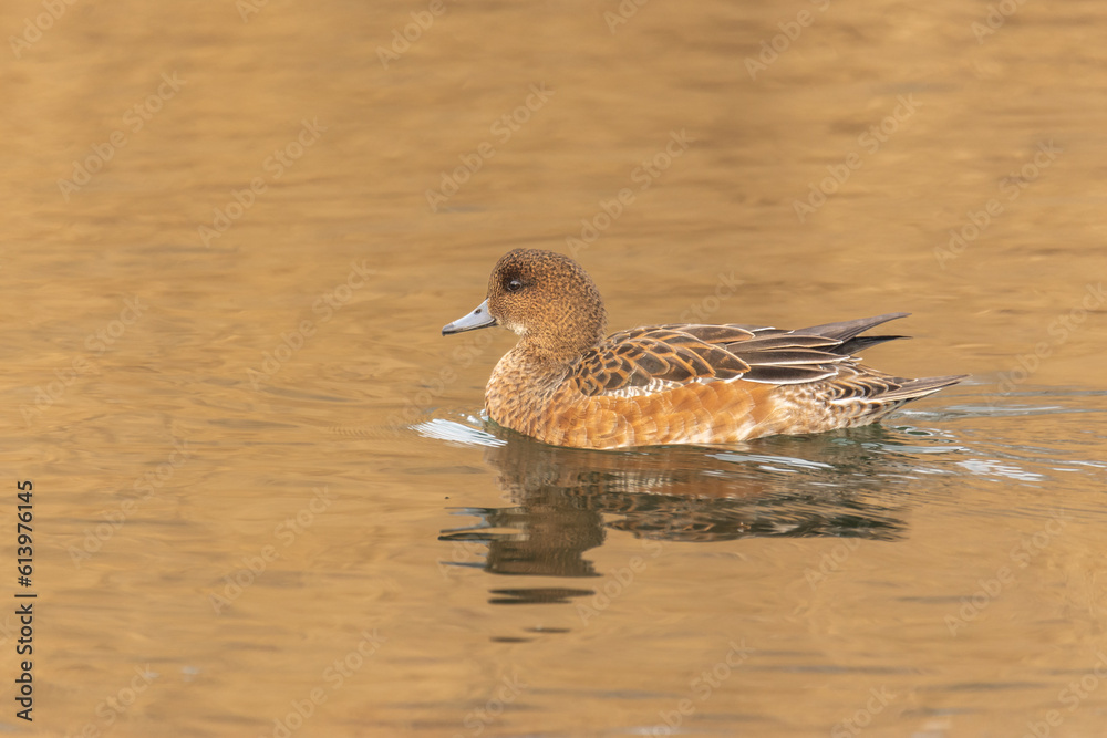 Fototapeta premium Close-up of a female of the Eurasian wigeon (European wigeon, Mareca penelope) - a colorful duck in a pond