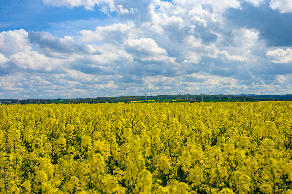 Blühendes Rapsfeld