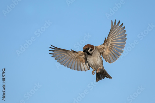 bird sparrow flies with wings and feathers spread wide against the blue sky