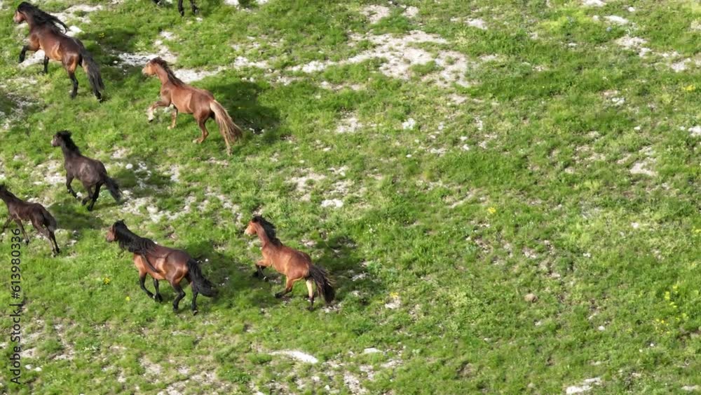 Epic Aerial Over Large Herd Of Wild Horses Running Galloping In Wild Nature Slow Motion Through Meadow Golden Hour Horse Breeding Ecology Exploration Power and Endurance Concept 4K Epic Aerial Over Large Herd Of Wild Horses Running Galloping In Wild Nature Slow Motion Through Meadow Golden Hour Horse Breeding Ecology Exploration Power and Endurance Concept 4K