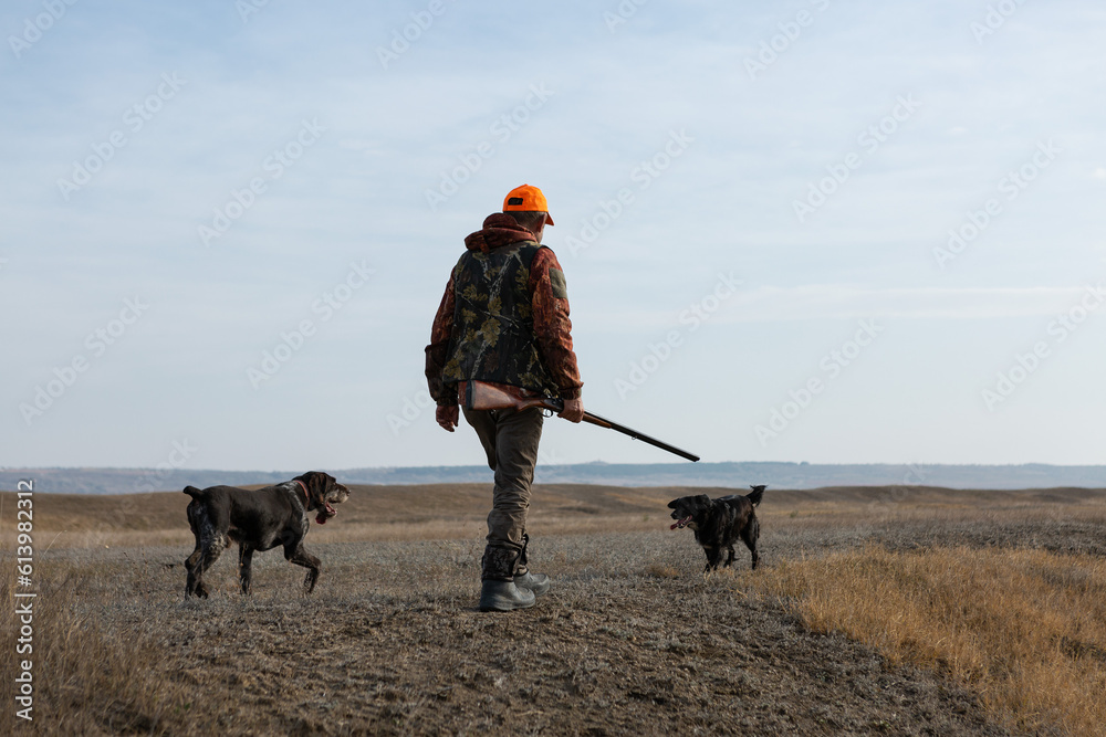 Mature man hunter with gun while walking on field with your dogs Mature man hunter with gun while walking on field with your dogs