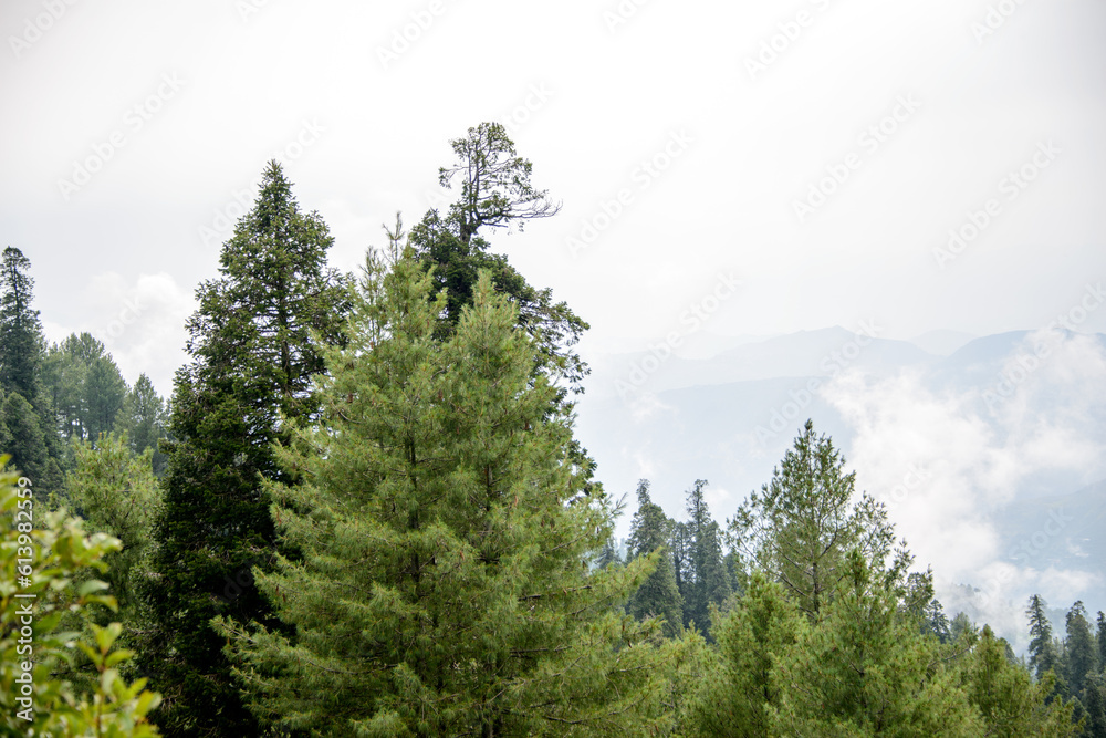 Pinus Roxburghii Tree on the Mountains in Nathia Gali, Abbottabad ...