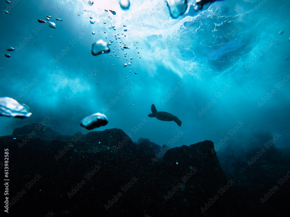 Fototapeta premium Underwater Turtle/Honu 