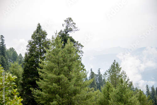 Pinus Roxburghii Tree on the Mountains in Nathia Gali, Abbottabad, Pakistan. photo