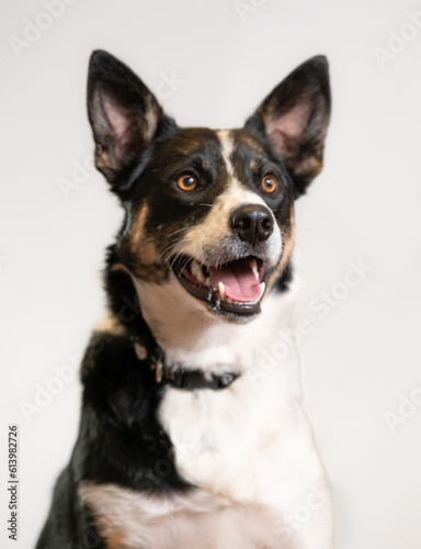 Portrait of one black and white dog on white background. Mixed breed cute little friend.  © DebraAnderson