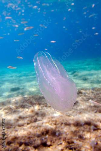 Mnemiopsis leidyi - the warty comb jellyfish or sea walnut jellyfish 