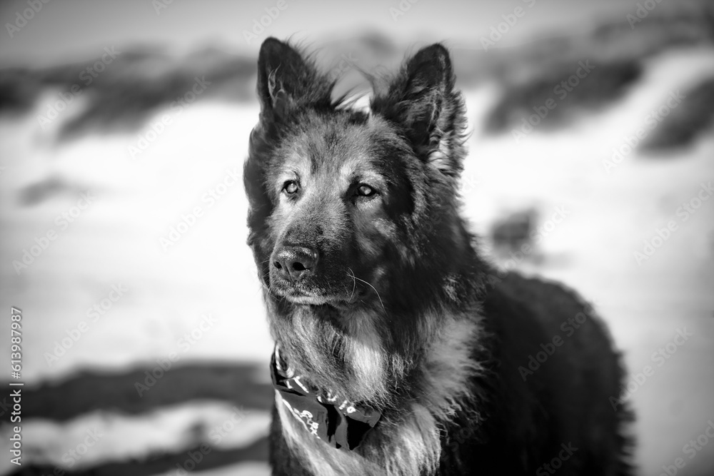 Naklejka premium portrait of a dog