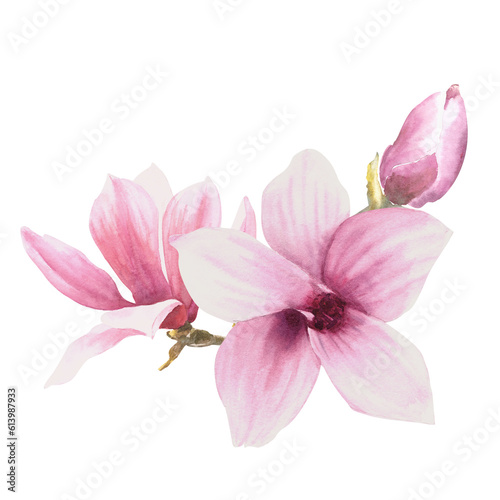 Fototapeta Naklejka Na Ścianę i Meble -  Magnolia flower Watercolor Hand drawn Illustration isolated on white background