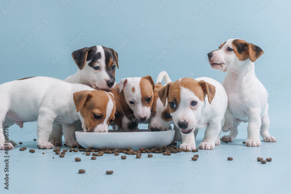 hungry jack russell terrier puppies eating from a bowl of food Stock