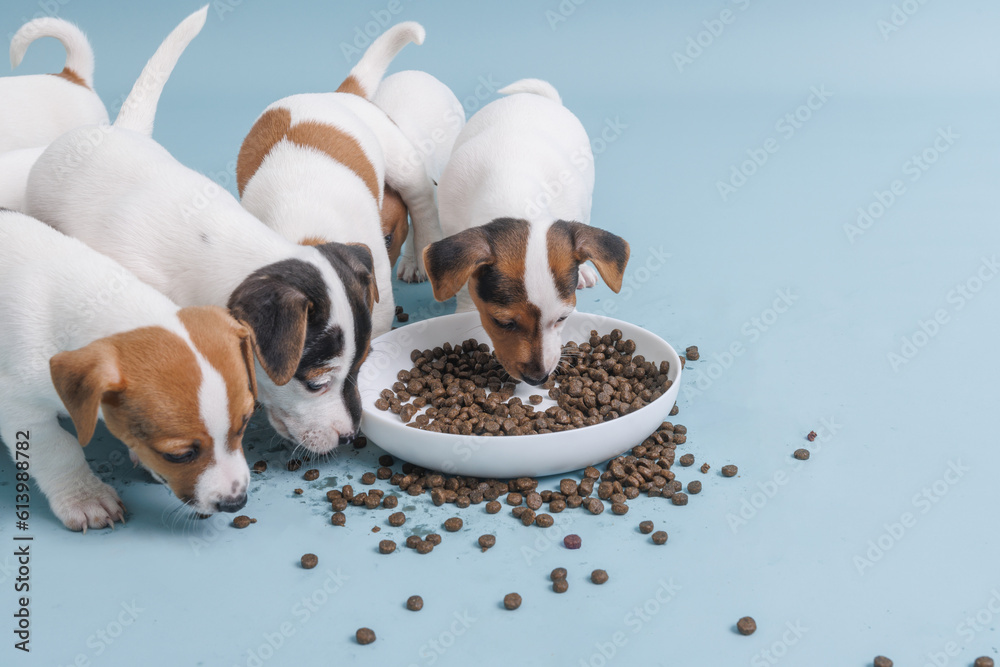 hungry jack russell terrier puppies eating from a bowl of food Stock