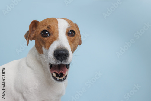 The dog is waiting for a delicious treat. White background, animal care concept