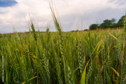 Wheat field in spring near Szeged in Hungary