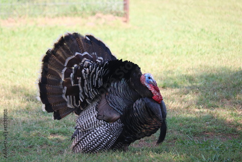 Right Side Male Turkey