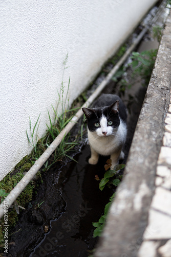 Black-white, cute, young cat stading in the small stream of water.