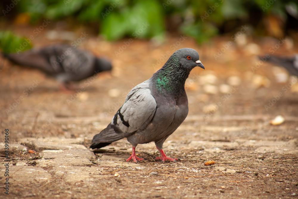 Cute pigeon, friends and city spring 2023 Cute pigeon, friends and city spring 2023
