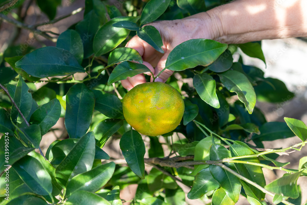 Picking the seasonal fruits from the trees in the garden. Picking the seasonal fruits from the trees in the garden.