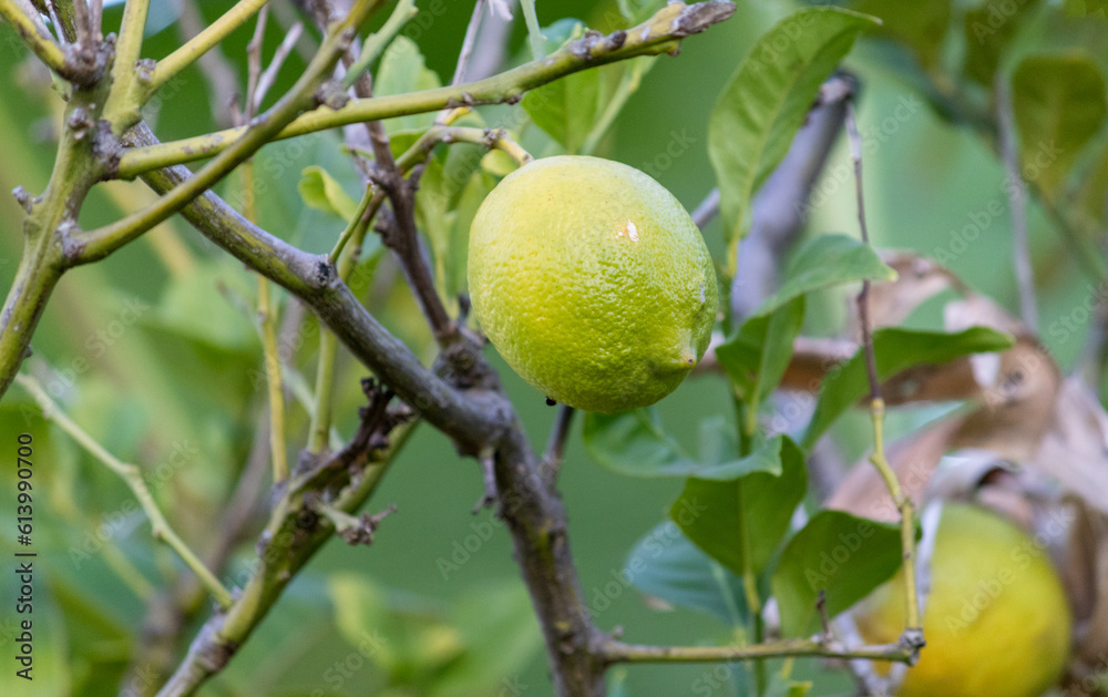 A small lemon tree in the garden. A small lemon tree in the garden.