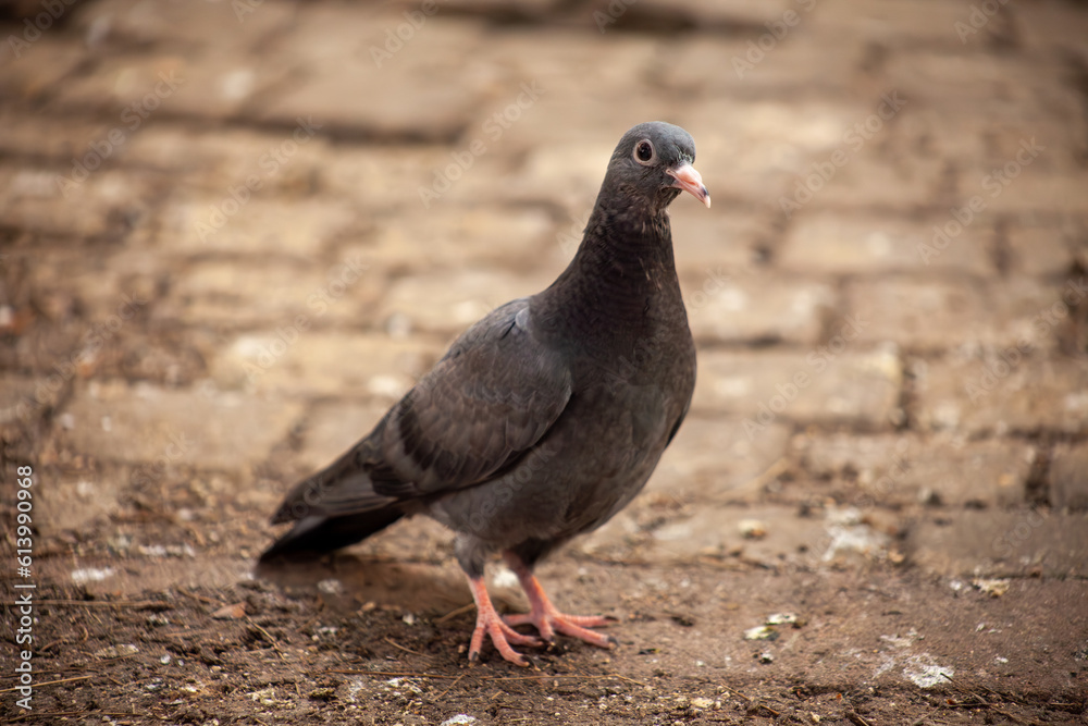 Cute young pigeon looks funny and friendly, friends and city spring 2023 Cute young pigeon looks funny and friendly, friends and city spring 2023
