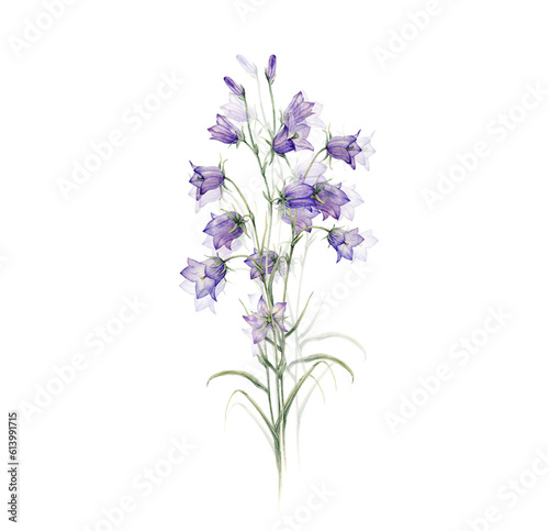 Fototapeta Naklejka Na Ścianę i Meble -  Watercolor bluebell flower bouquet. Card, postcard for the holidays of spring, summer, wedding, birthday. Hand painting illustration on isolate. Campanula patula, little bell, rapunzel, harebell.