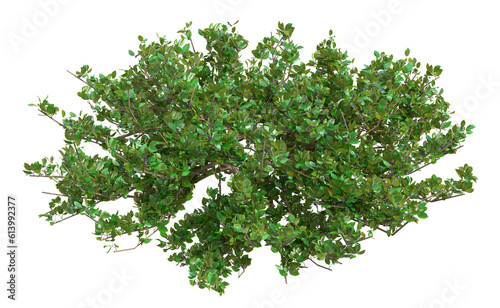 Green shrub plant with purple berries isolated on transparent background