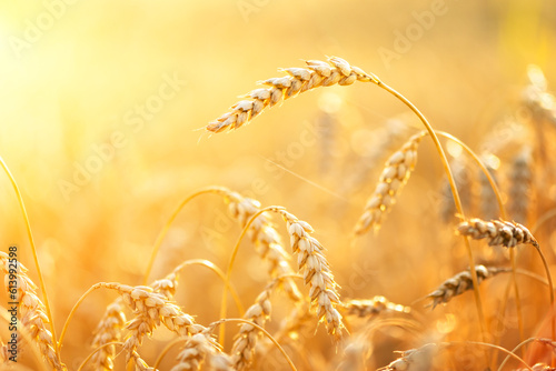 Dry orange ripe wheat spikelets on agricultural farm field glowing by the golden sunset light. Ukraine, Europe