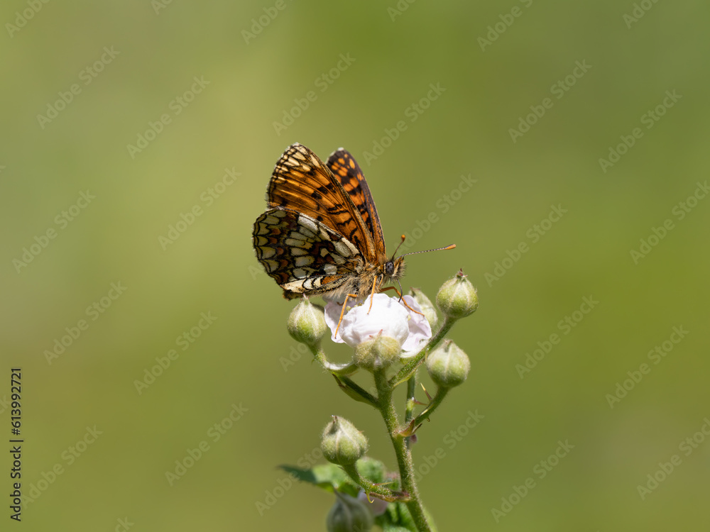 Heath Fritillary Feeding on a Bramble Flower Heath Fritillary Feeding on a Bramble Flower