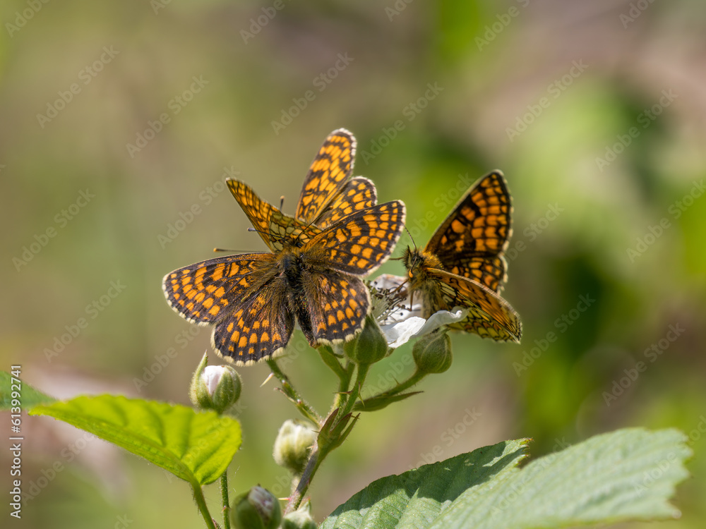 Heath Fritillary Feeding on a Bramble Flower Heath Fritillary Feeding on a Bramble Flower